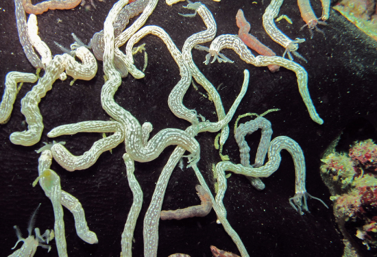  Synaptula lamperti (Dwarf Spotted Worm Cucumber)